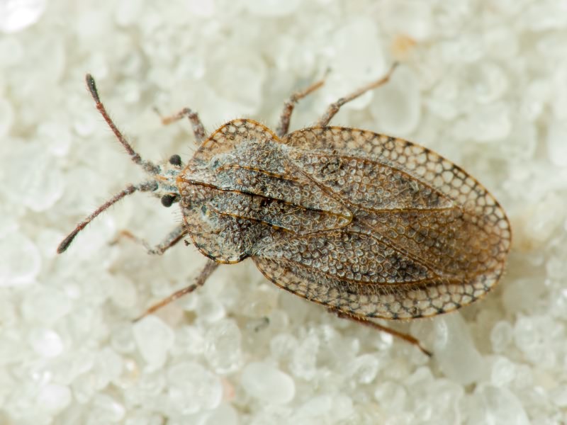 Tingis (Tropidocheila) reticulata Herrich-Schäffer, 1835